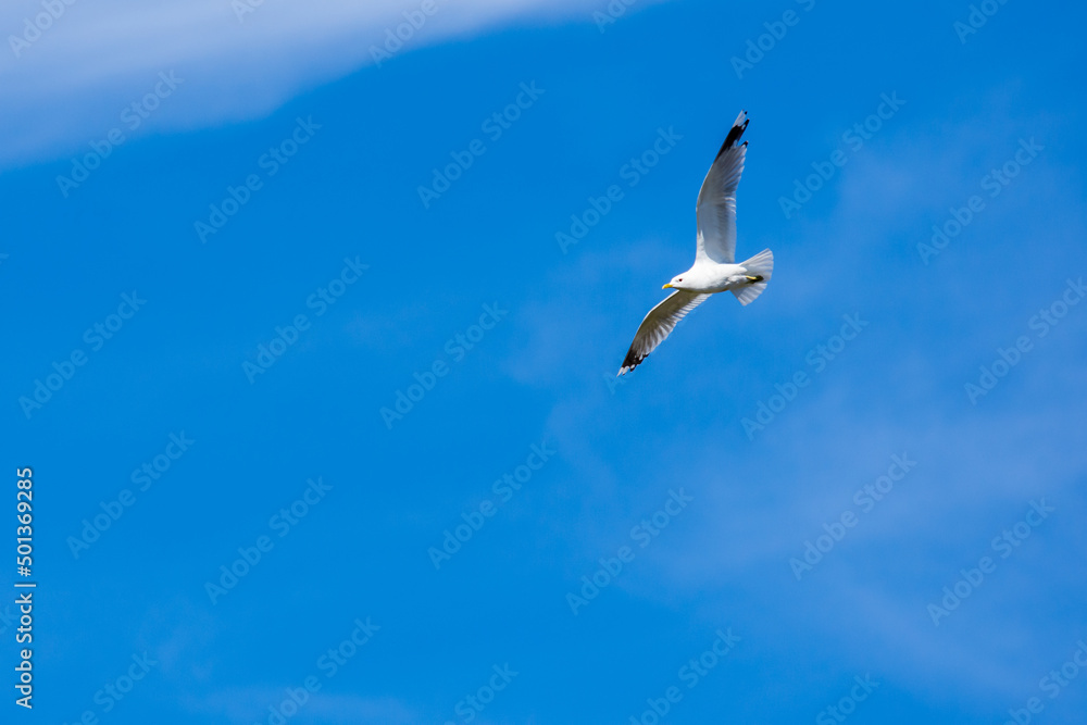 Obraz premium seagull in flight