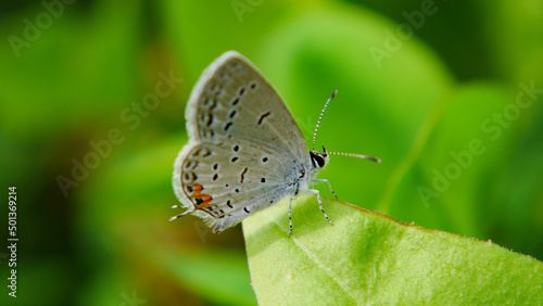 Close-up of a tiny blue butterfly resting on a leaf with blurred vegetation in the background. © Jennifer Seeman