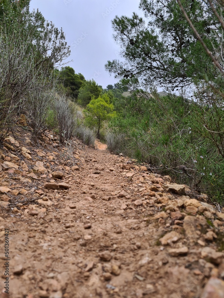 Fototapeta premium Caminos para la practica del senderismo 