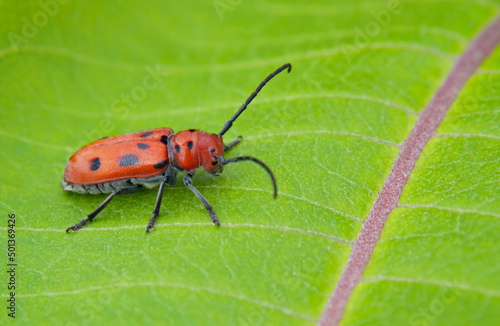 Close-up of a red milkweed beetle sitting on the leaf of a milkweed plant that is growing in a field with a blurred background.
