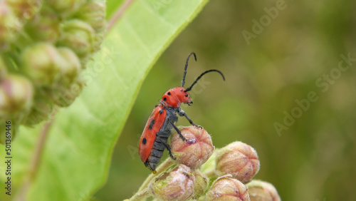 Close-up of a red milkweed beetle sitting on the pink flower buds of a milkweed plant that is growing in a field with a blurred background. photo