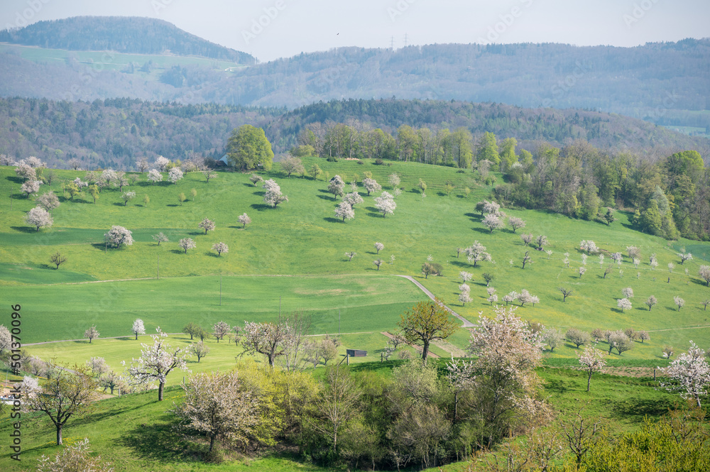 hill full of blossoming cherry trees in Baselland