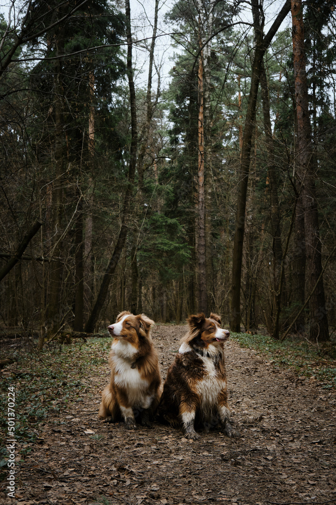Cute young dogs are traveling. Two Australian Shepherds adult and puppy red tricolor are sitting on forest trail and posing. Aussie in coniferous Forest National Park.