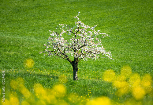wonderful cherry tree in bloom in Baselland in spring an ideal background photo