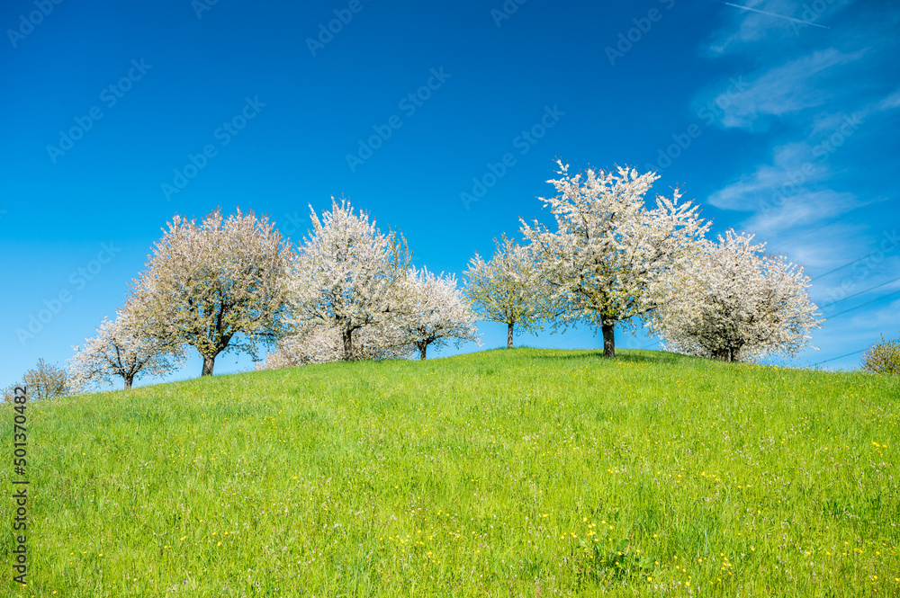 hill full of blossoming cherry trees in Baselland