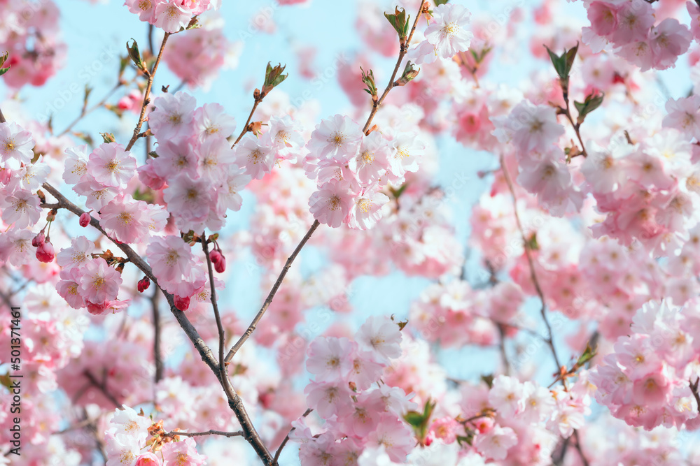 Gentle lush bloom of pink sakura flowers in the spring garden.