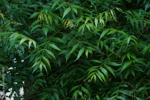 Neem is a ayurvedic medicine. green leaves with serrated margine