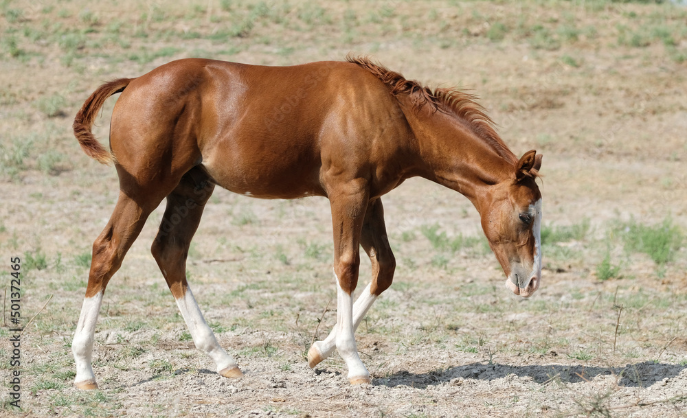 Fototapeta premium Fancy young horse in dry Texas field for drought concept on ranch.