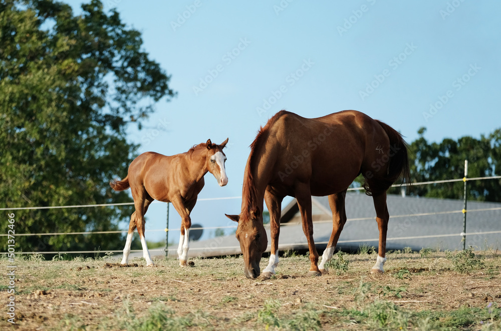 Foal with mare horse on rural ranch of Texas countryside in field grazing. Foal with mare horse on rural ranch of Texas countryside in field grazing.