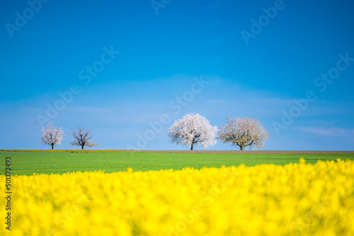 blooming cherry trees behind a rape field in Baselland in spring