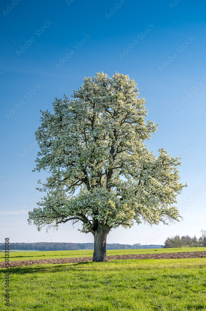 Fototapeta premium giant pear tree in bloom during spring in Baselland