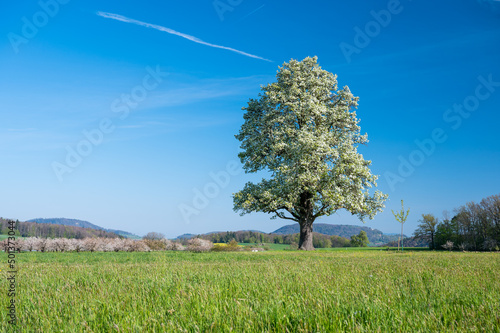 giant pear tree in bloom during spring in Baselland photo