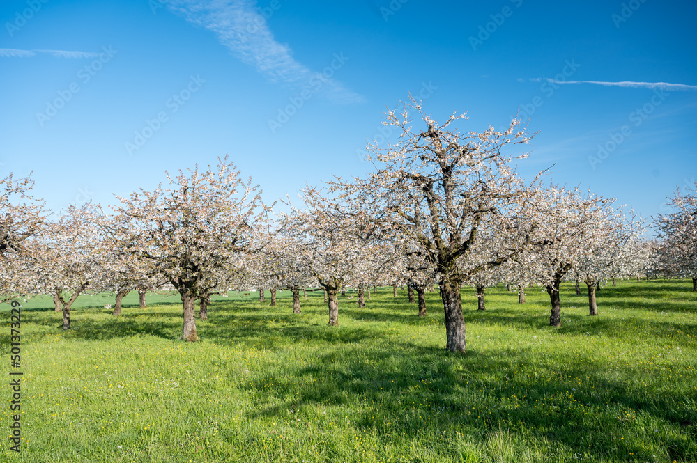 orchard during cherry blossom in Baselland in spring