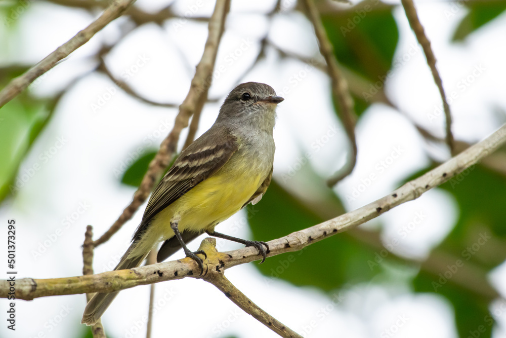 Yellow and gray Northern Scrub Flycatcher, Sublegatus arenarum, perched on a branch in a tree. Bird in wild Yellow and gray Northern Scrub Flycatcher, Sublegatus arenarum, perched on a branch in a tree. Bird in wild