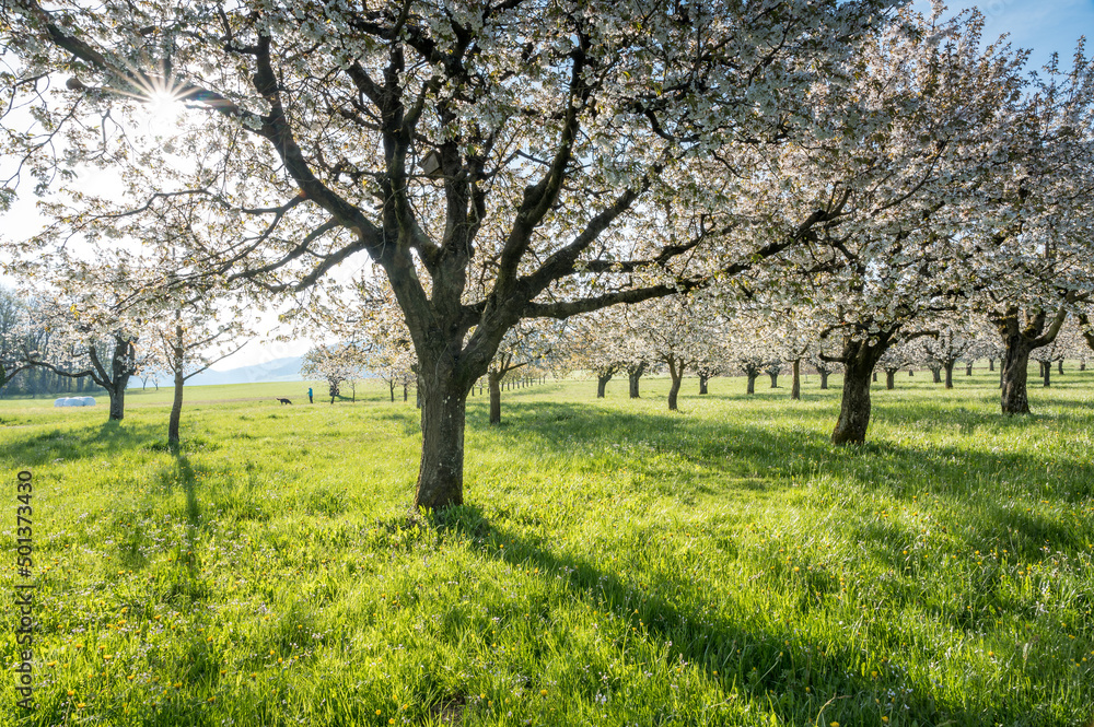 orchard during cherry blossom in Baselland in spring orchard during cherry blossom in Baselland in spring