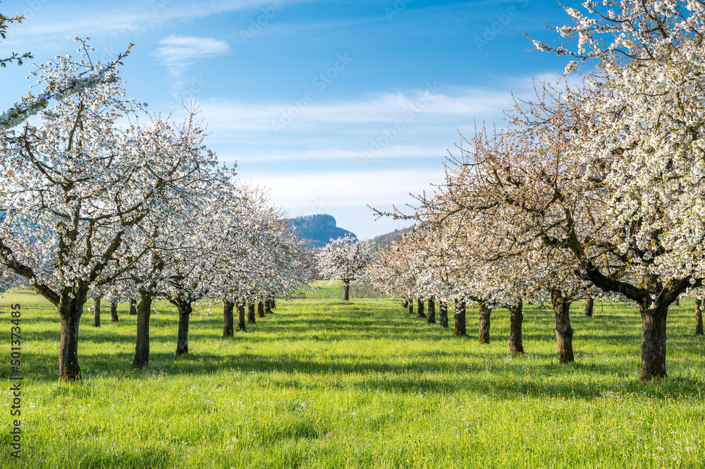 orchard during cherry blossom in Baselland in spring orchard during cherry blossom in Baselland in spring