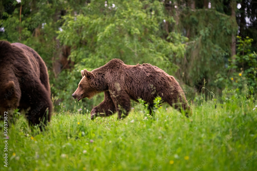 Brown bear, ursus arctos, in the middle of grass meadow. Concept of animal family. Summer season. In the summer forest. Natural Habitat. Big brown bear. Dangerous animal in nature forest. Close up.