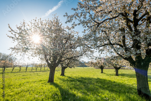 sun shining into cherry orchard in Baselland in spring