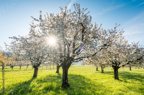 sun shining into cherry orchard in Baselland in spring