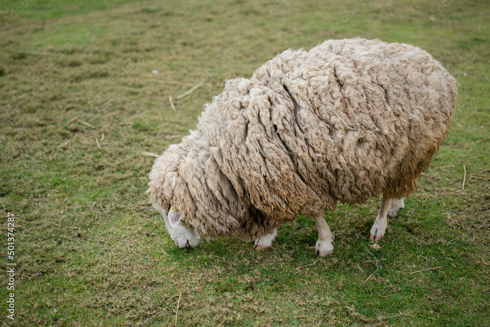 Fototapeta premium sheep in the field