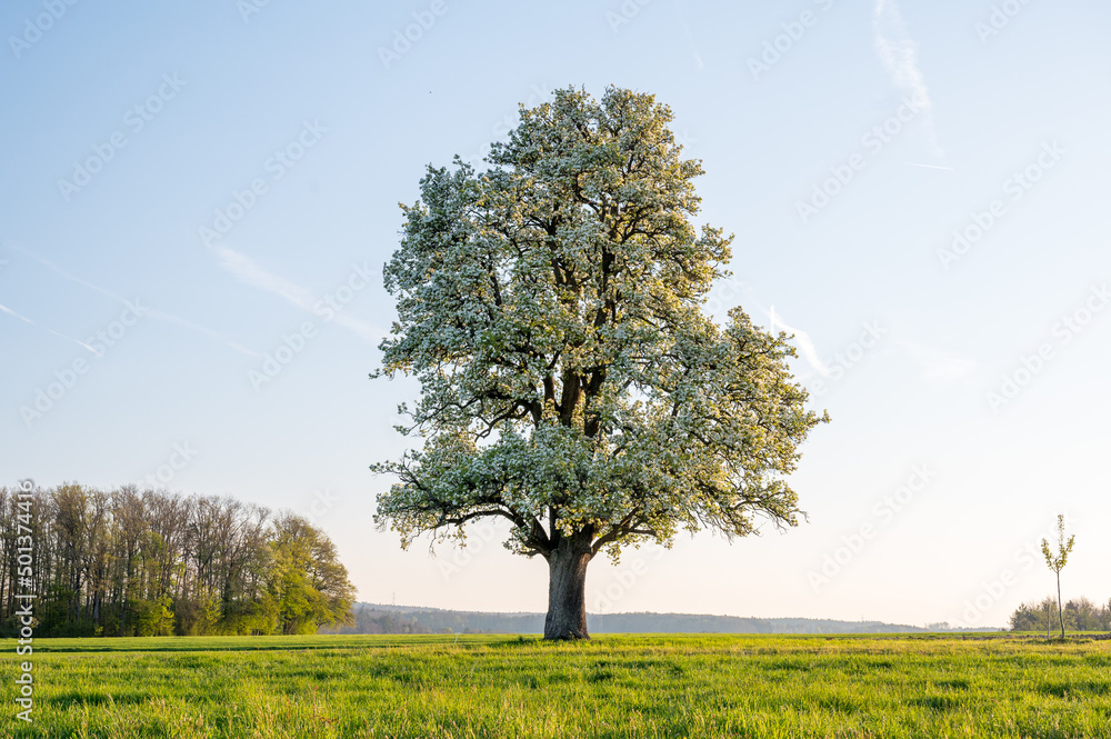 Naklejka premium giant oldgrown pear tree in Baselland