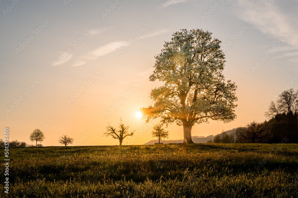 giant pear tree during spring at sunset
