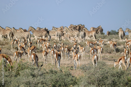 Abundance of Springbok and Zebra at a waterhole in Etosha National Park, Namibia