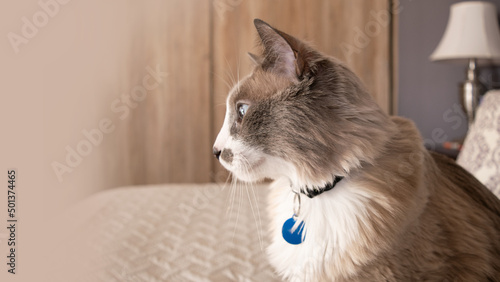 Siamese cat with blue eyes