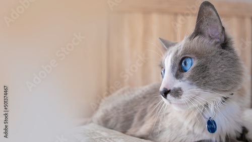 portrait of a cat with blue eyes