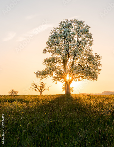 giant pear tree during spring at sunset