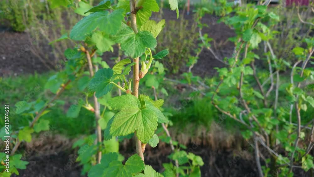 Bush of currant berry with young leaves Bush of currant berry with young leaves