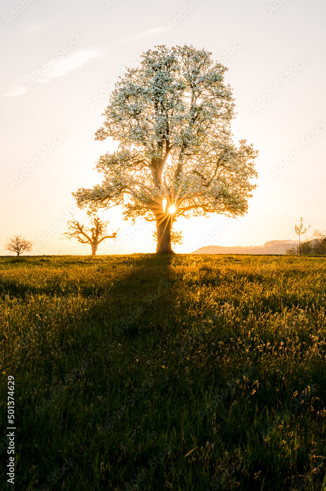 sunrise behind a giant pear tree in Baselland in spring