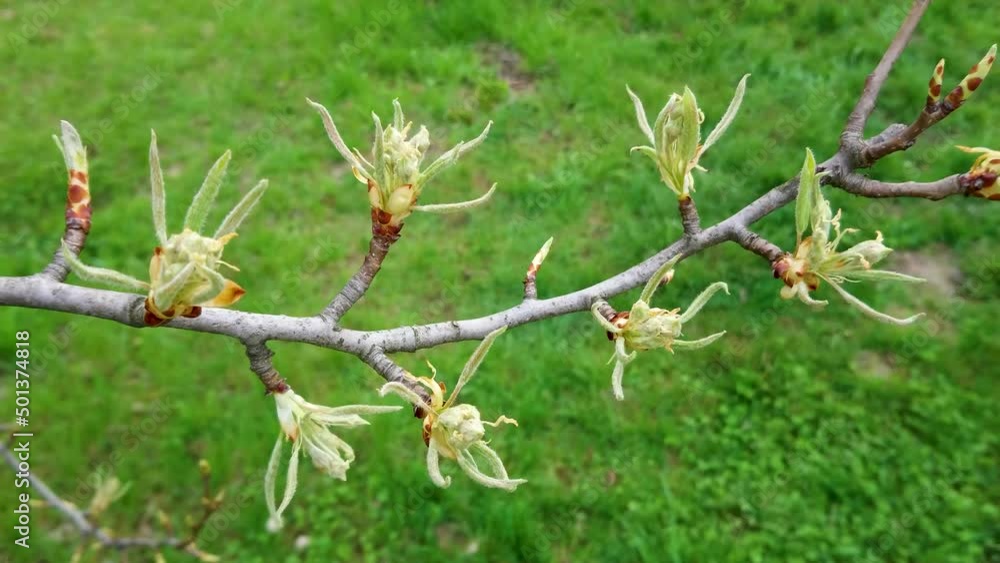 Fruit tree branch with blossom, soft focus background Fruit tree branch with blossom, soft focus background