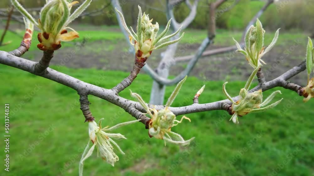 Fruit tree branch with blossom, soft focus background Fruit tree branch with blossom, soft focus background