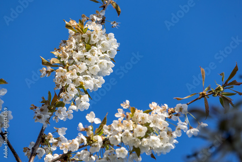 branch during cherry blossom