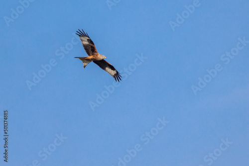 Red kite (Milvus milvus) flying in blue sky