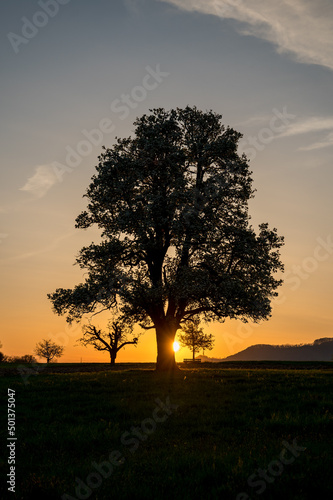 Wallpaper Mural a new spring day with a giant blossoming tree Torontodigital.ca
