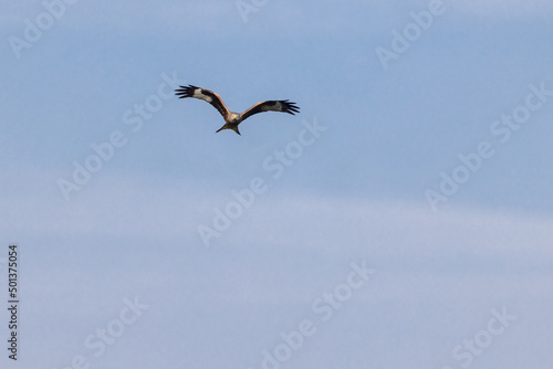Red kite  Milvus milvus  flying in blue sky