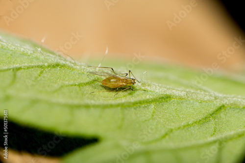 A macro image of a yellow aphid on a tomato leaf.