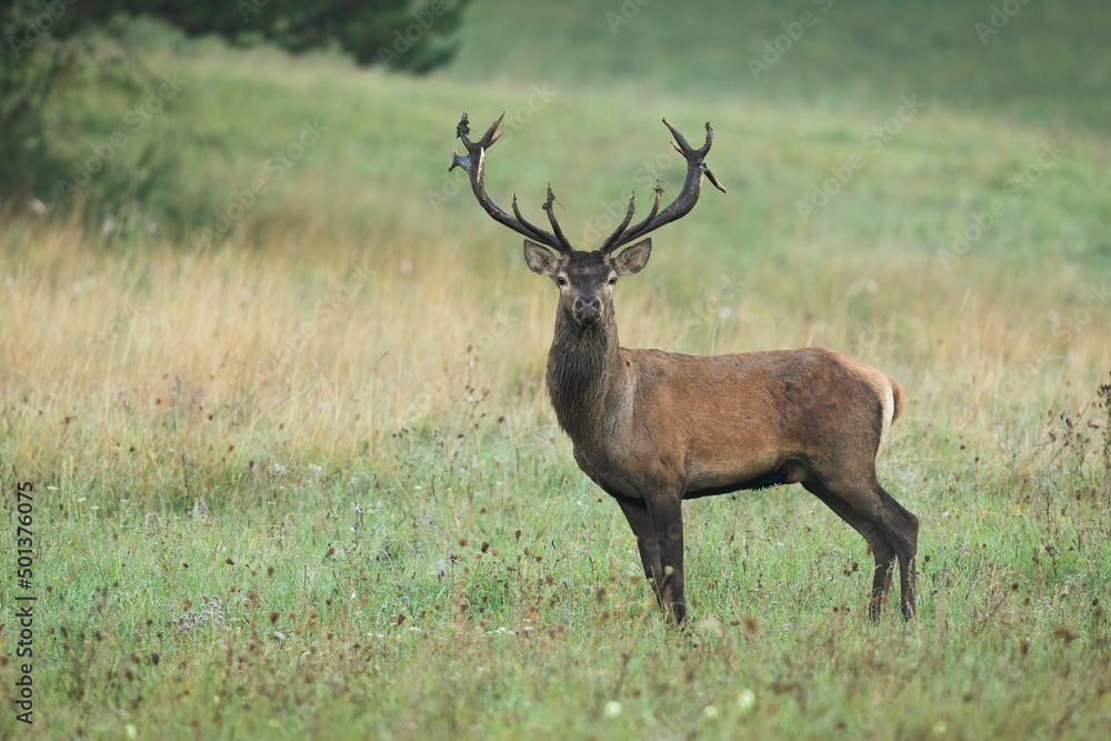 Male red deer, cervus elaphus, observing on a meadow with yellow dry grass early in the morning. Stag with antlers listening in tranquil nature from profile. Male red deer, cervus elaphus, observing on a meadow with yellow dry grass early in the morning. Stag with antlers listening in tranquil nature from profile.