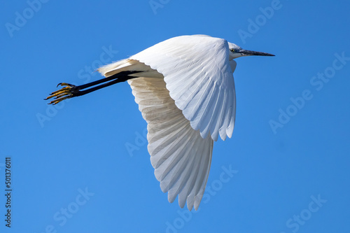 Little egret in flight against blue sky