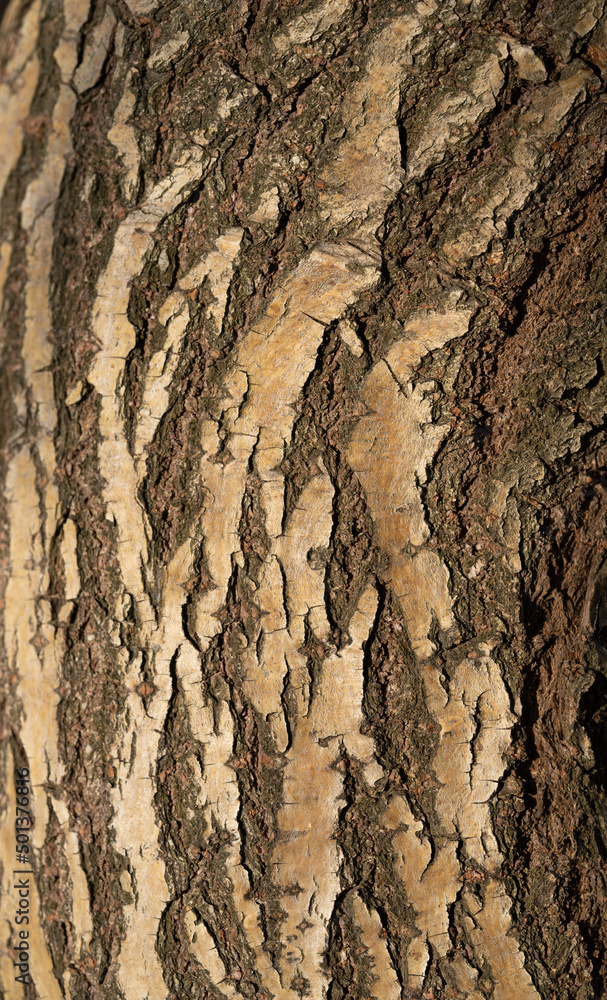 Obraz premium A seamless texture of tree bark - cool for wallpaper or background