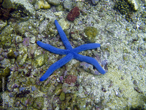 A blue starfish lies on a rocky bottom among corals.