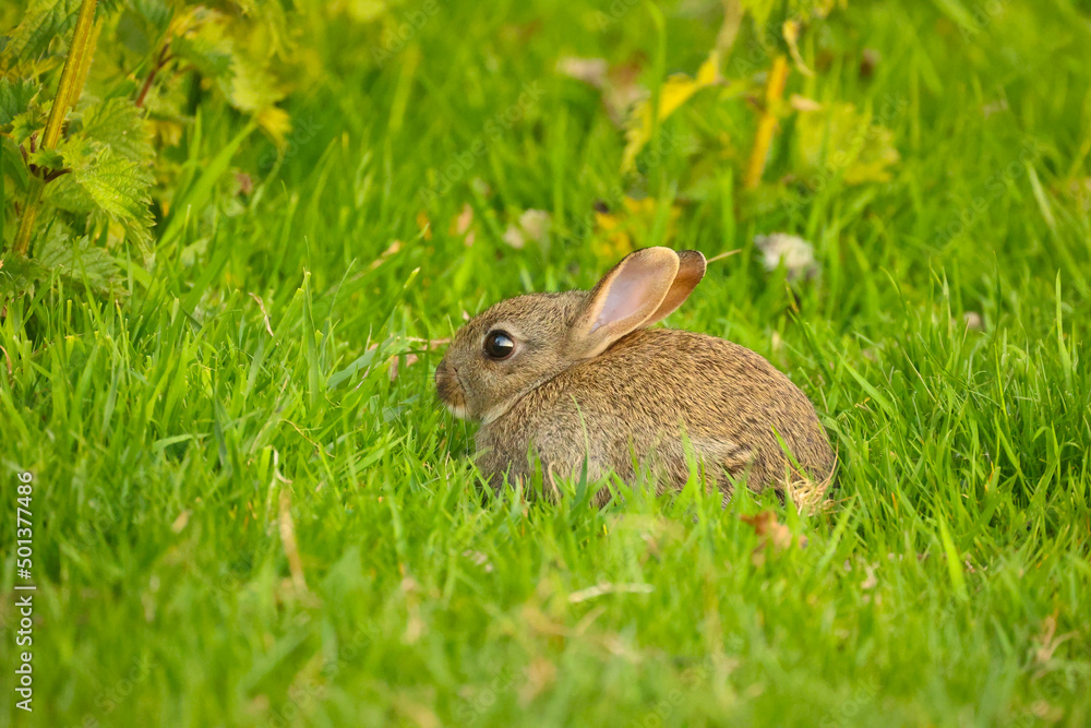 Fototapeta premium Young Rabbit