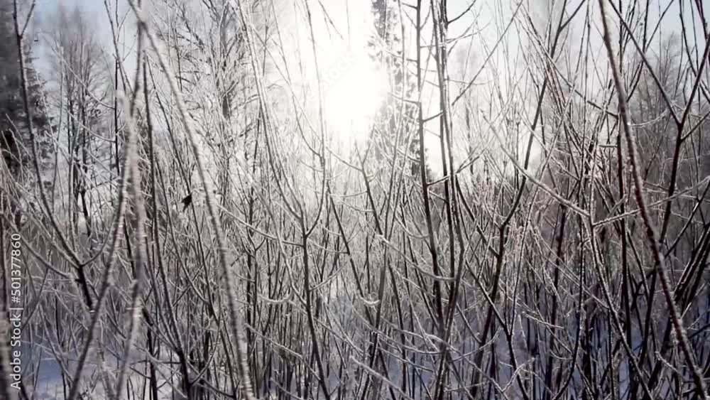 Frozen branches . Shooting in motion between branches. Winter. Frozen branches . Shooting in motion between branches. Winter.