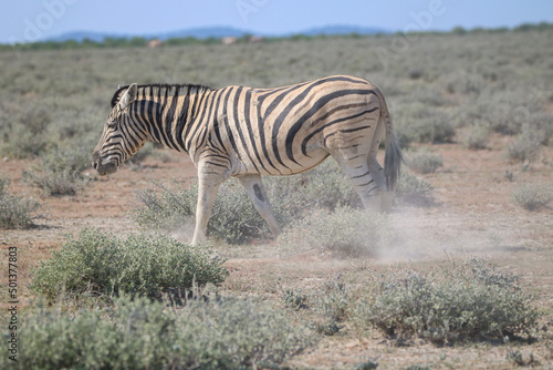 Zebra walking in the dust in Etosha National Park  Namibia