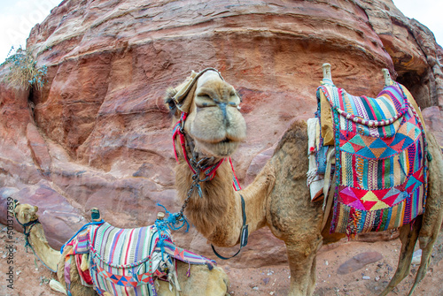 Camels resting in Petra Jordan photo