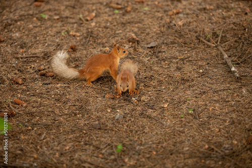 Two red-headed squirrels playing on the ground. The ground around is covered with needles from a coniferous tree