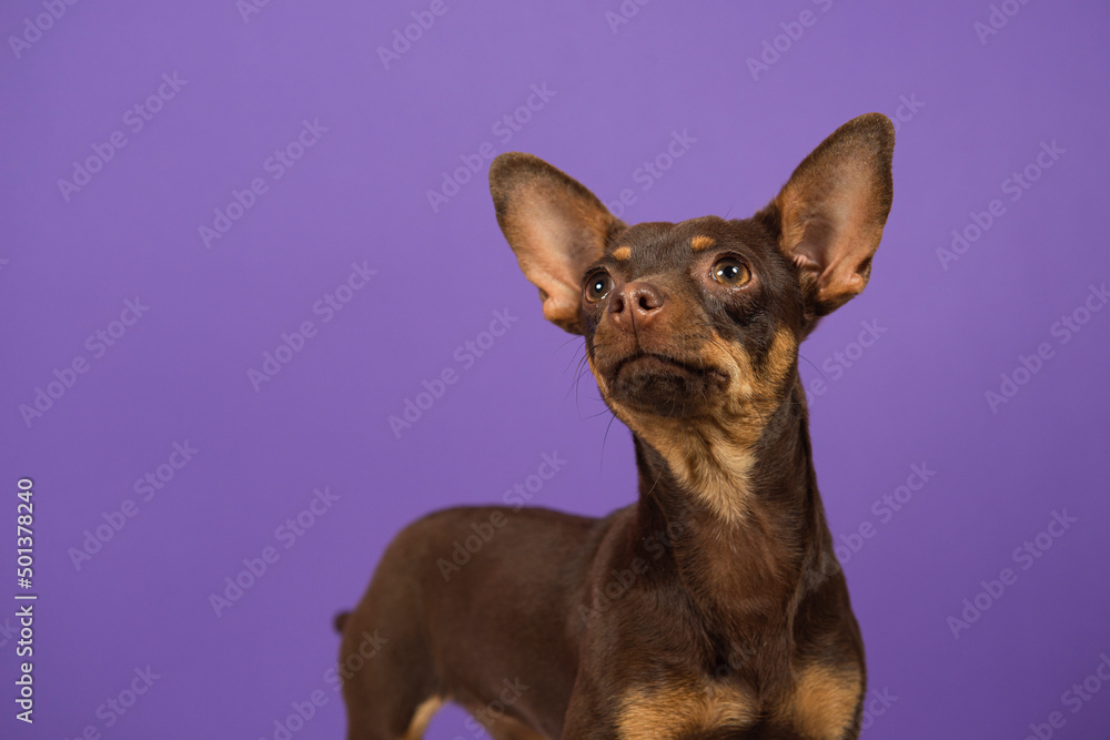 closeup portrait of puppy chihuahua on a violet isolated background, with big ears and brown eyes
