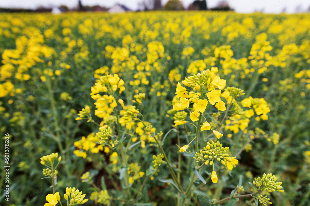 Blühendes Rapsfeld im Frühling